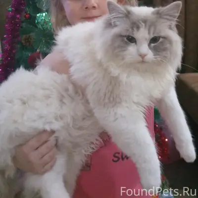 Пропал кот Друг