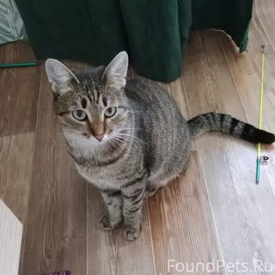 Пропала кошка, Ярославская 16А