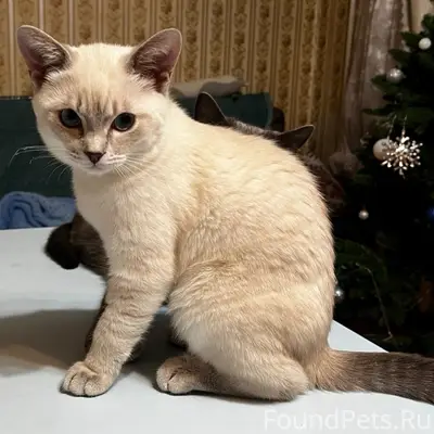 Пропал котёнок, район Тухачевского 247