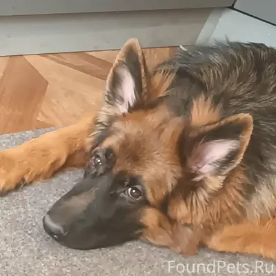 Пропала овчарка Лейла, ул. Ш. Рустовели 27