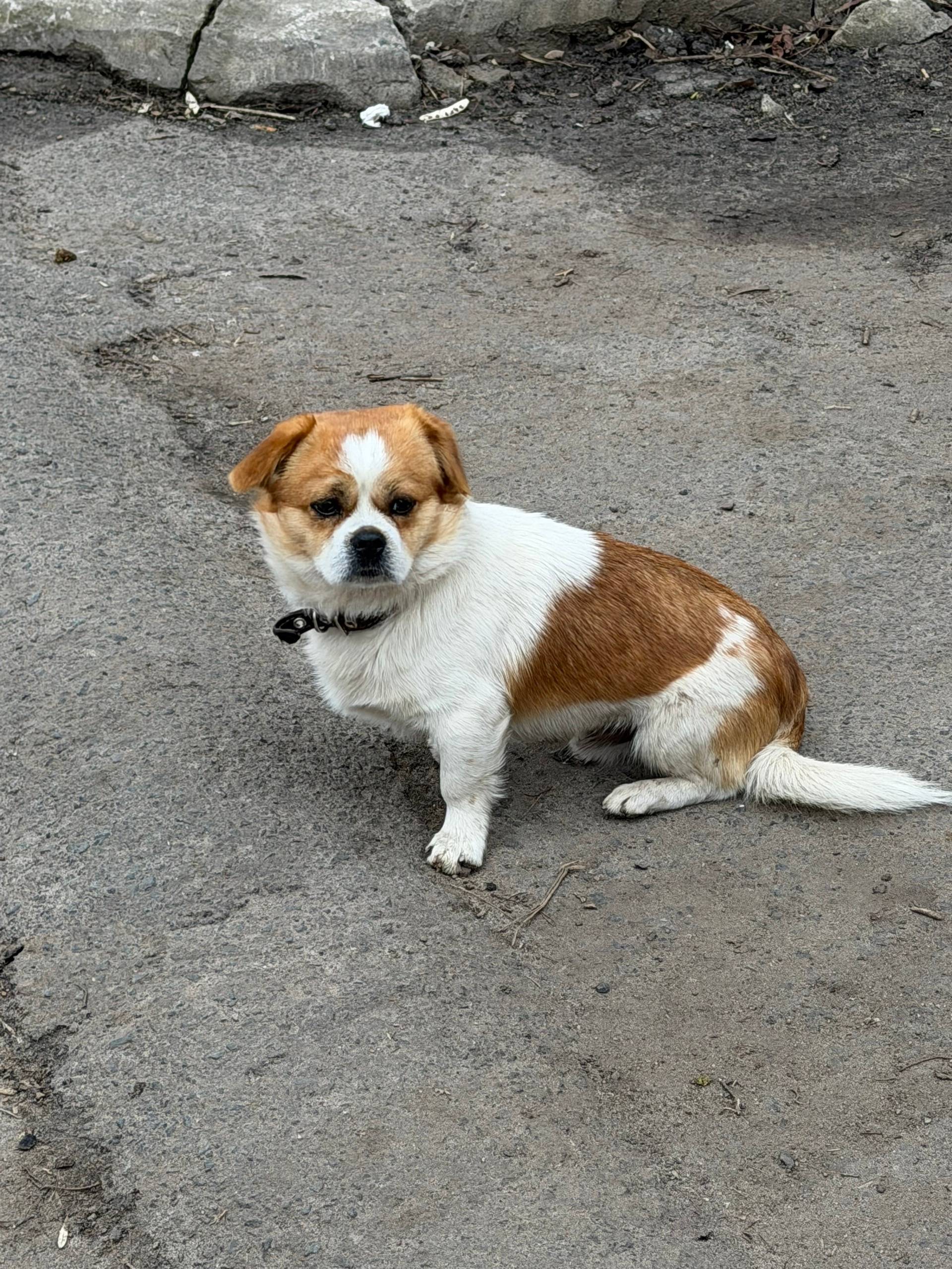 Найден пёс, [место] ул. Максима Горького