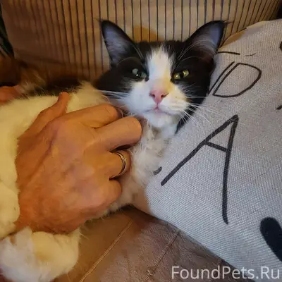 Найдена кошка Доминошка