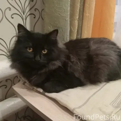 Пропала пушистая чёрная кошка, без местоположения