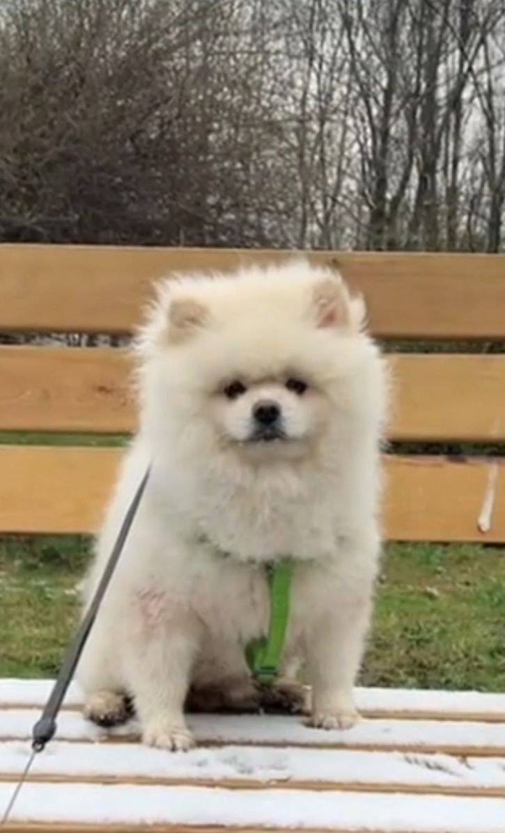 Пропал питомец