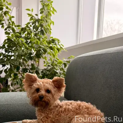 Найден пёс, Йошкар-Ола