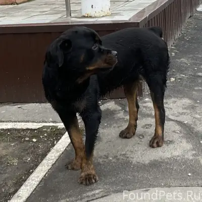 Ротвейлер