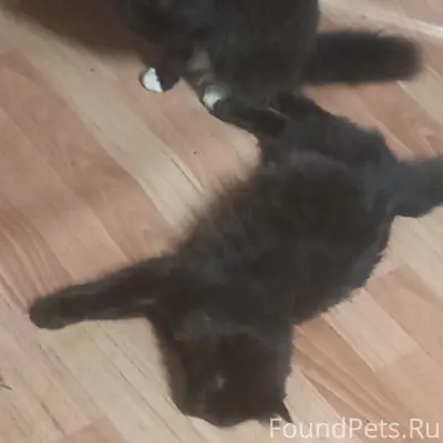 Пропали коты Зевс и Нюр, район пятерочки
