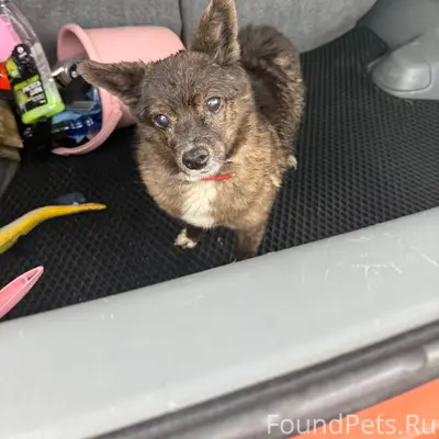 Найден метис, трасса Молочное-Евпатория