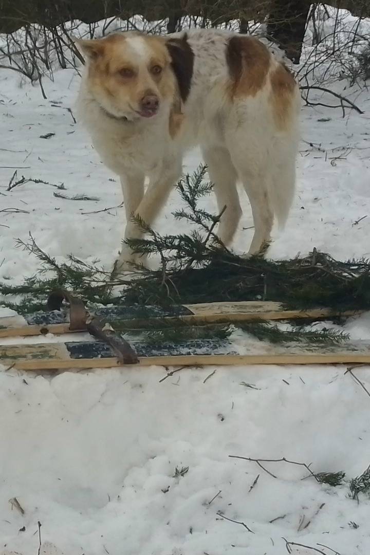 Пропал пёс, передняя лапа поранена, [место не указано]