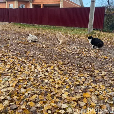 Пропали кошки, просьба сообщить информацию