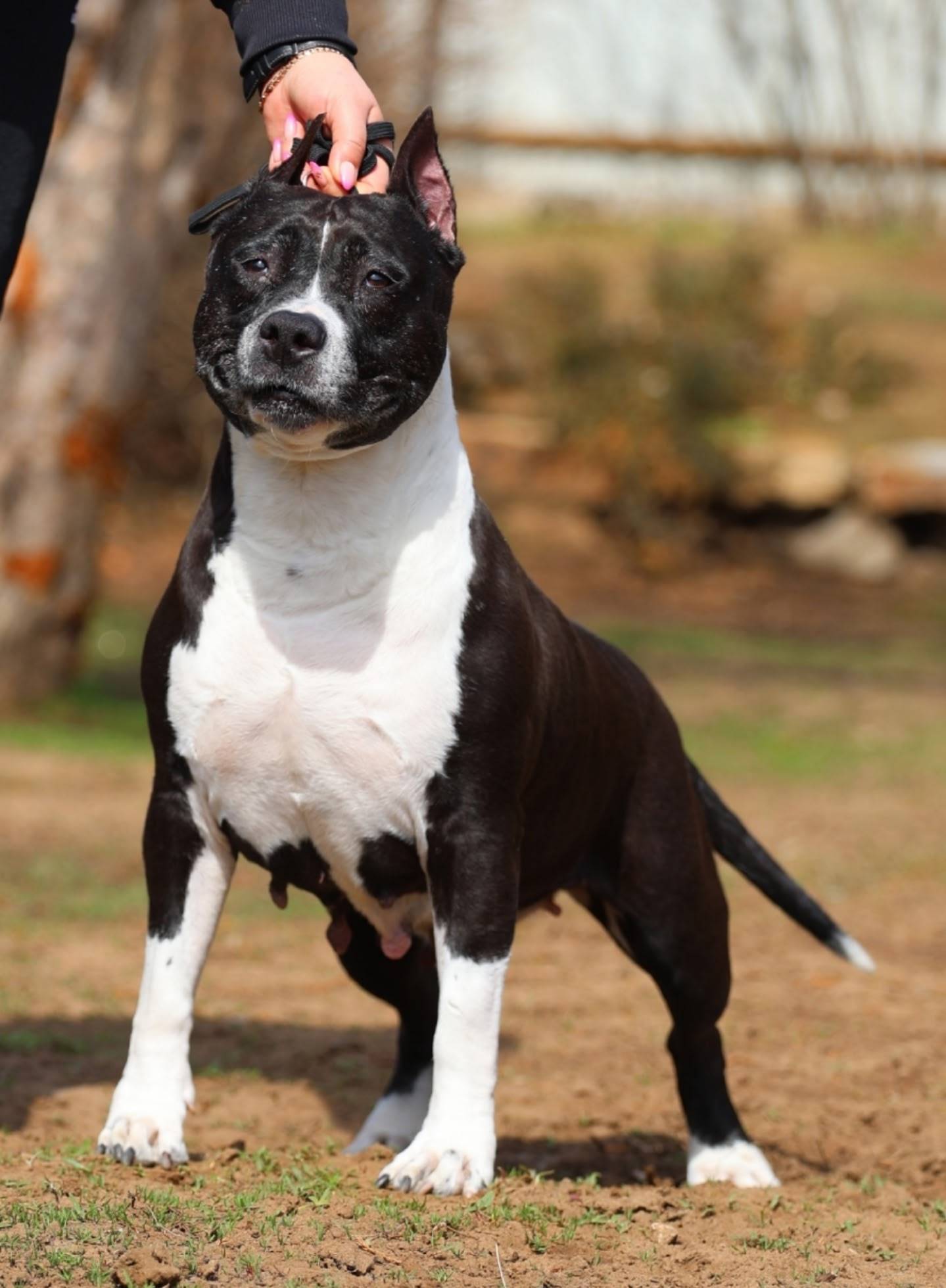 Пропала собака Юта, мебельной - речники