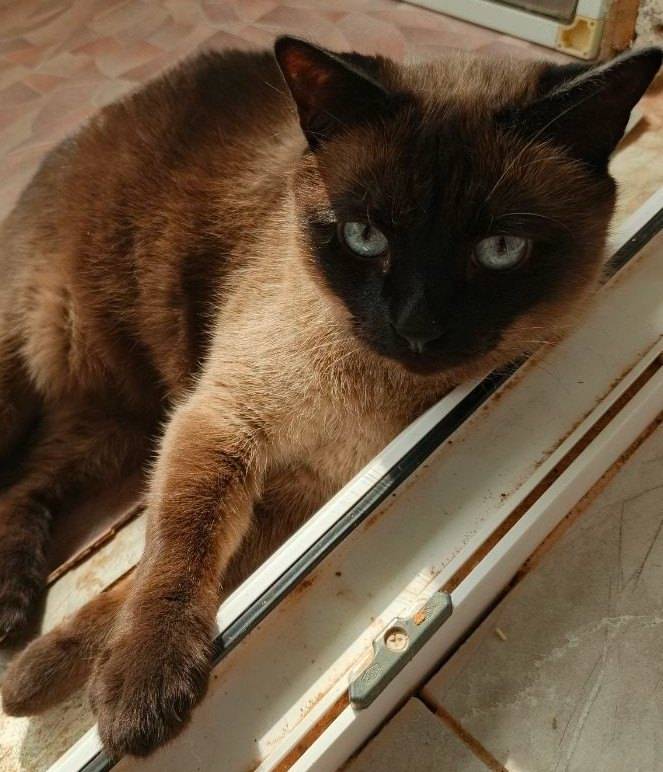 Пропал сиамский кот, улица Пландина