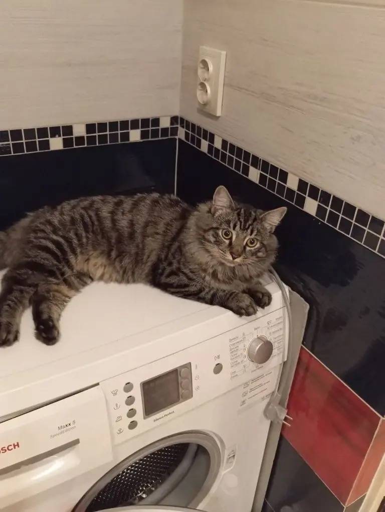 Пропал кот Тесла, район Ушакова