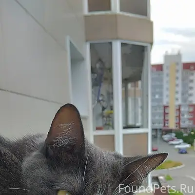 Пропала кошка, район 4 школы