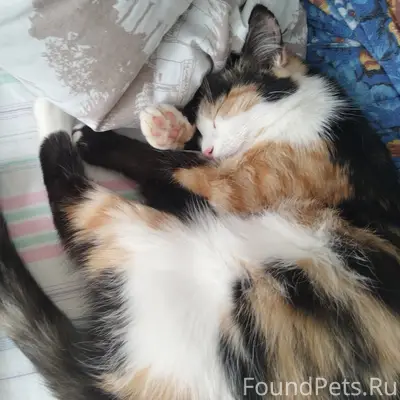 Пропала трёхцветная кошка, Заводской мкр.