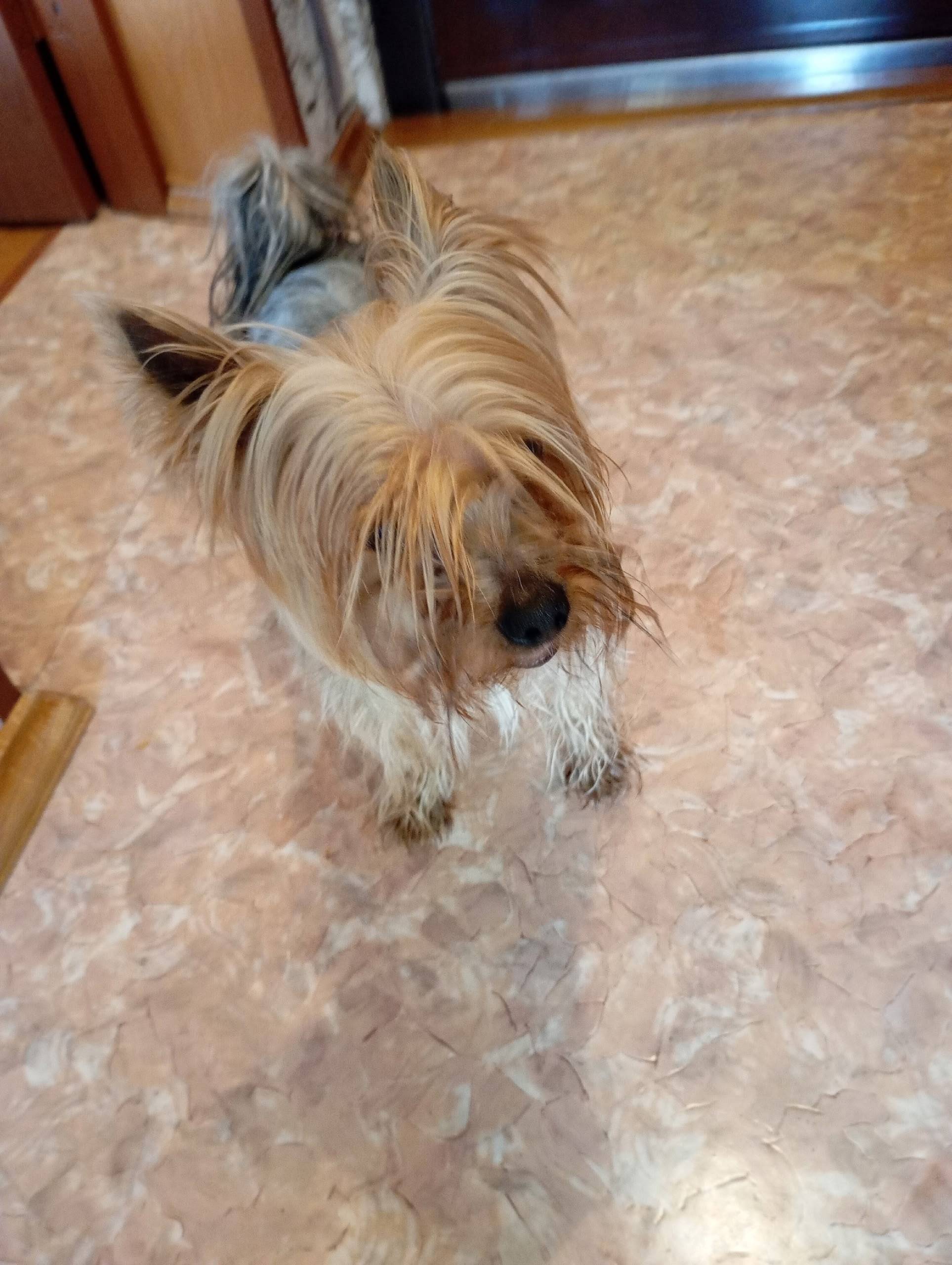 Найден пёс, ул. 3 Интернационала