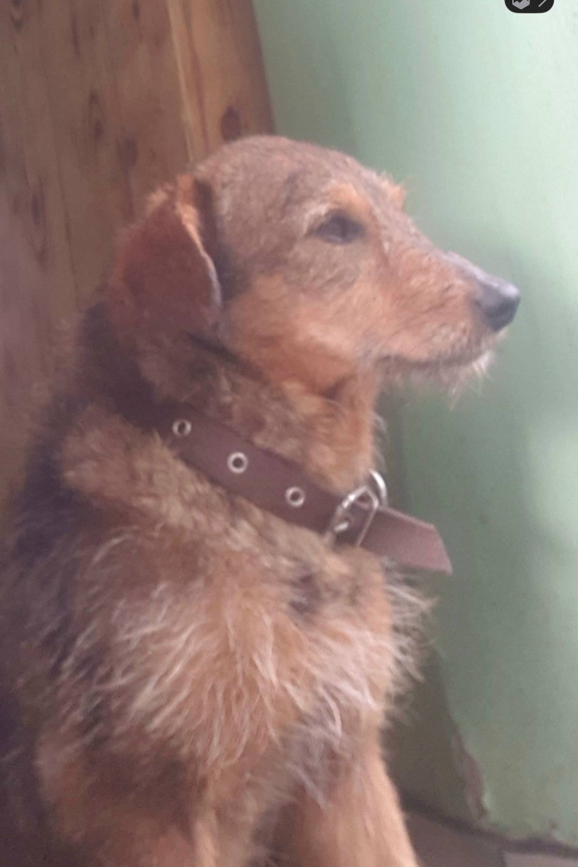 Пропал дворовый пес Бобик, район ботанического сада Кубгу