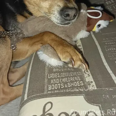 Пропал Тобик, без ошейника