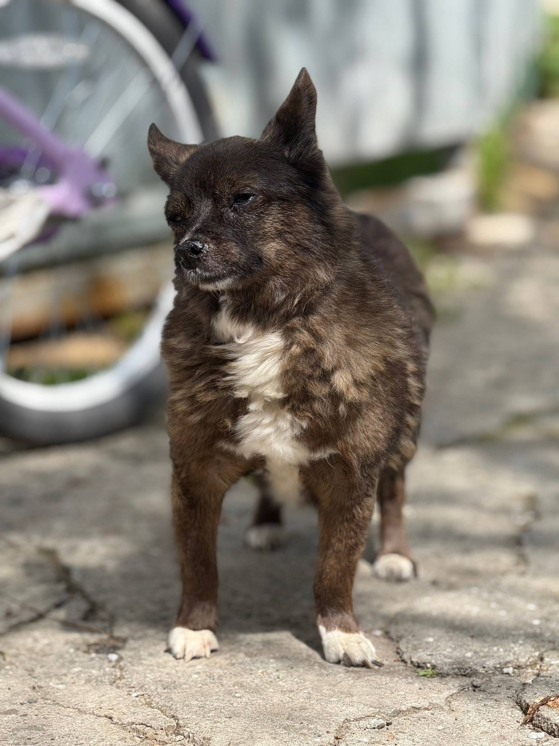 Найденна дворняжка, трасса Молочное-Евпатория