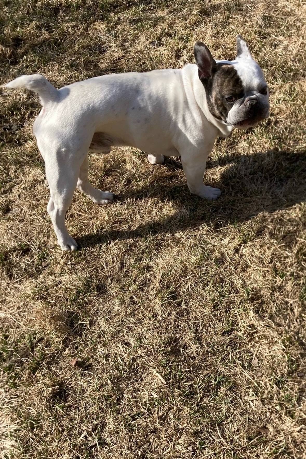 Найден французский бульдог, Вельск