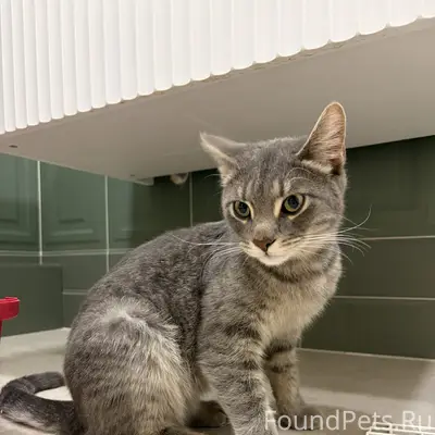 🚨 СРОЧНО! НАЙДЕН ДОМАШНИЙ КОТ! ИЩЕМ ХОЗЯЕВ! 🚨