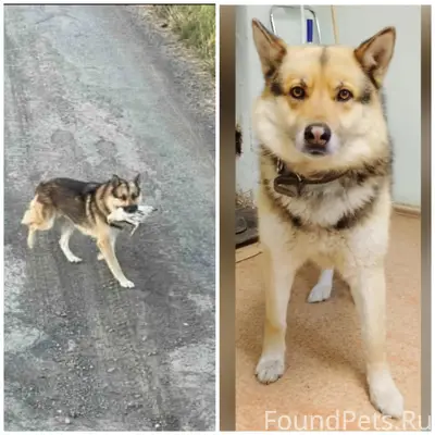 Пропал домашний кобель в ошейнике, Снт Царево