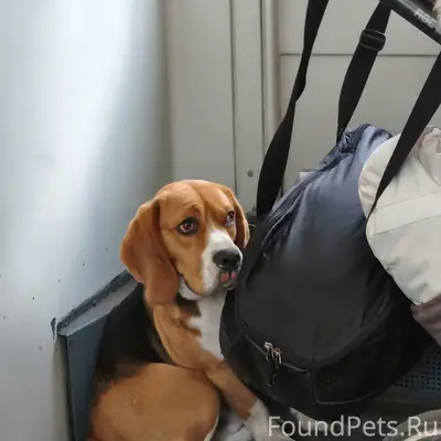 Пропал пёс, передан проводникам электрички Луга - СПб