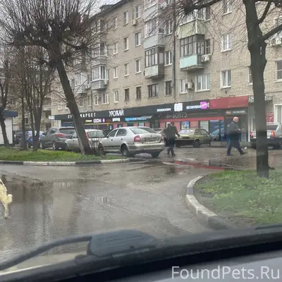 Пропала собака, [место не указано]