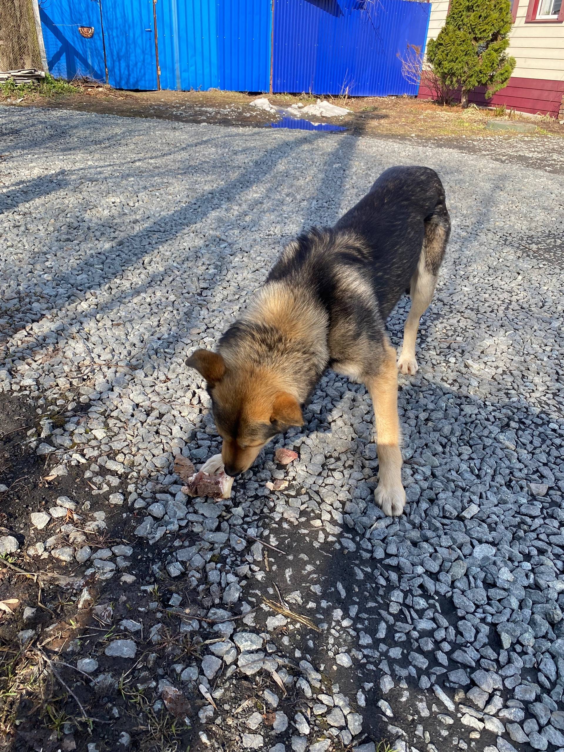 Найден пёс, Ленинский район, мкр Татарбазар