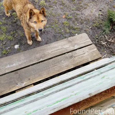 Пропала собака, с. Кочкурово