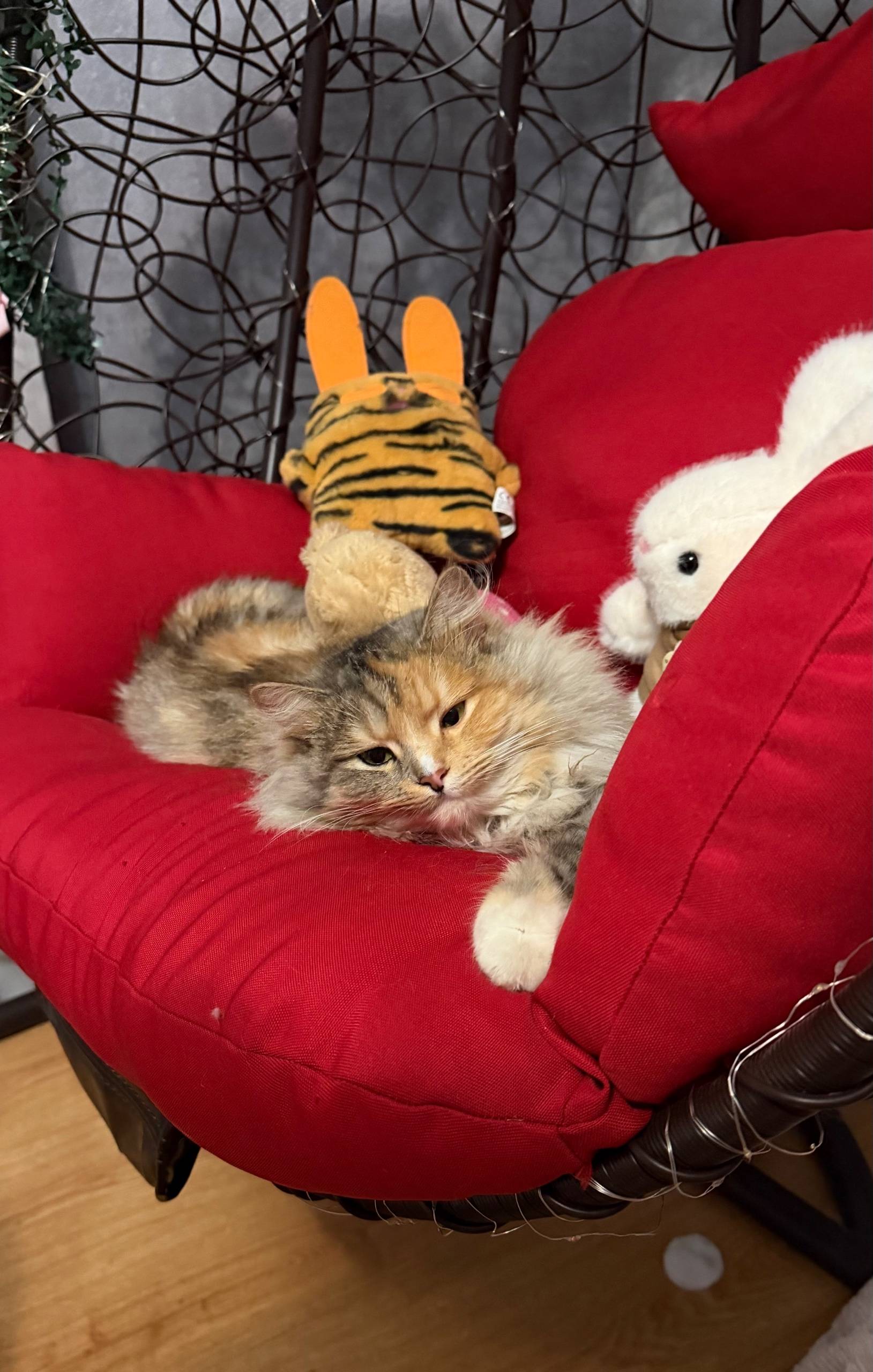 Пропала трехцветная кошка Моника, Речица