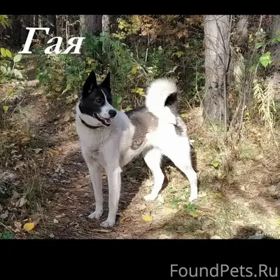 Пропала собака, район Южный