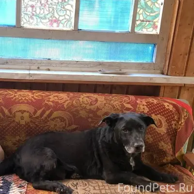 Пропал пёс Сеня, Заречье