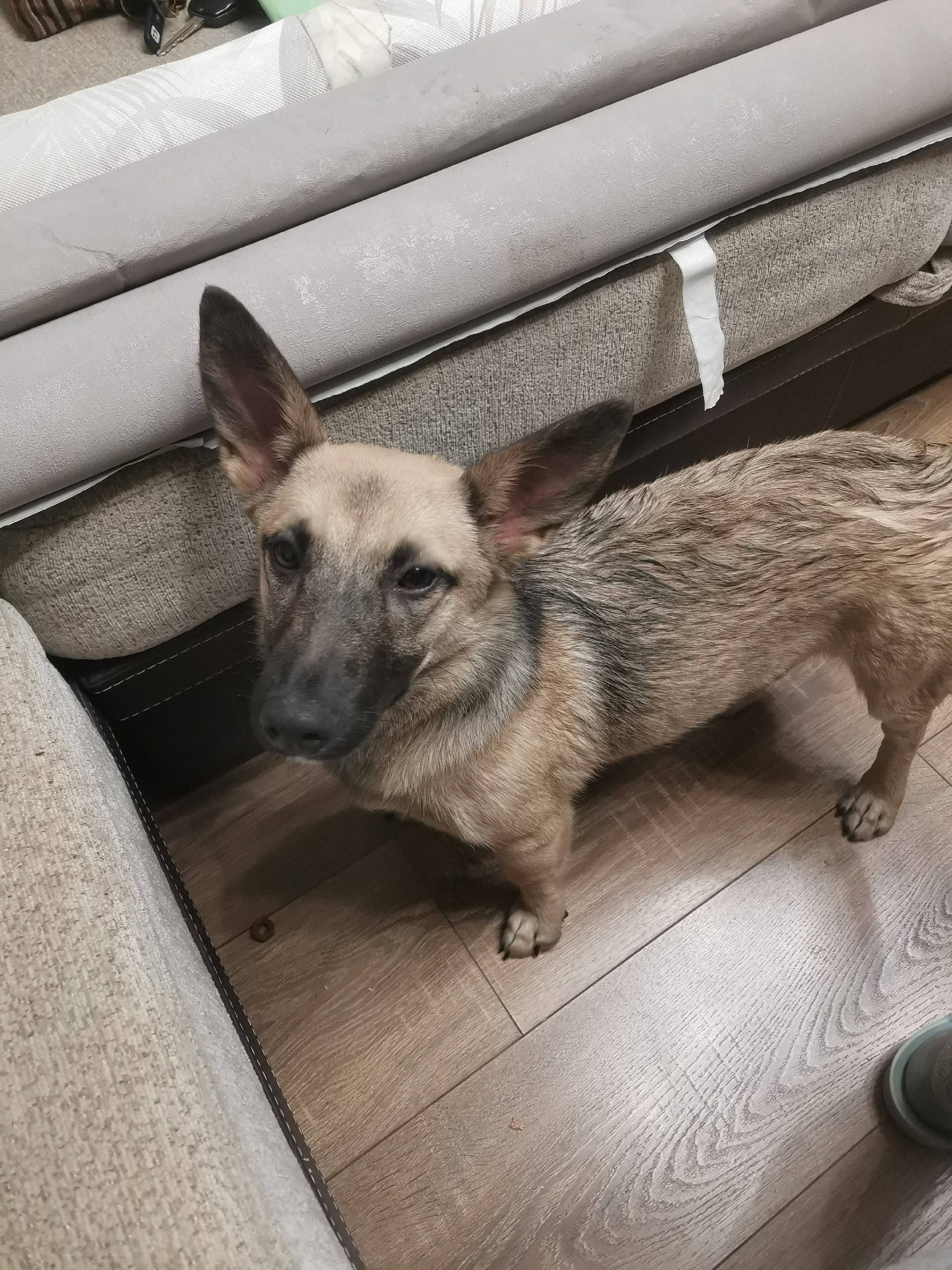 Найдена собака Барабака, район Радиозавода/Лермонтова