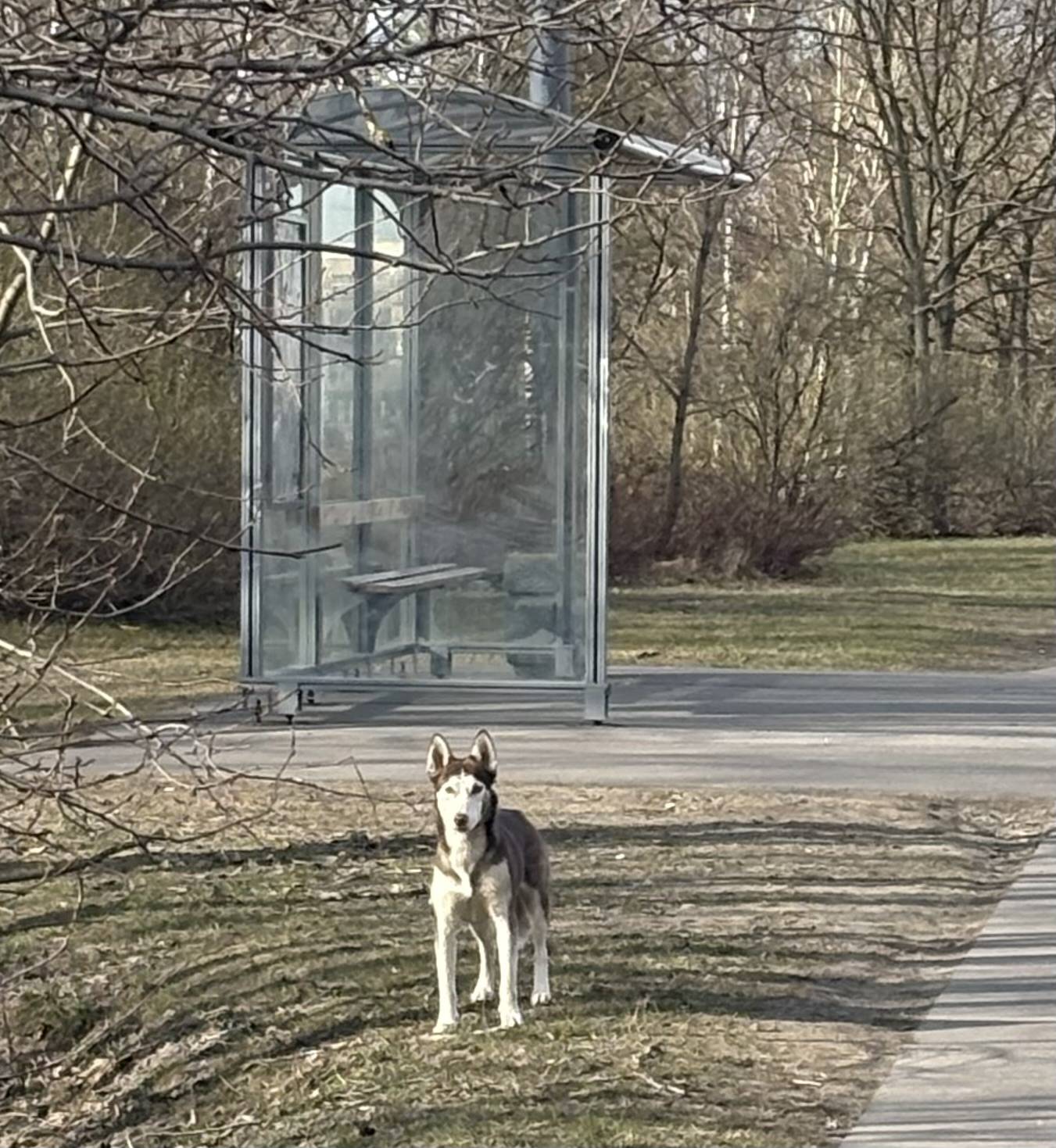 Найдена коричневая хаски 