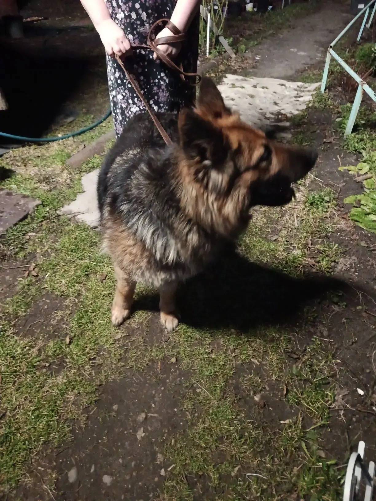 Найдена немецкая овчарка, Сормовский район