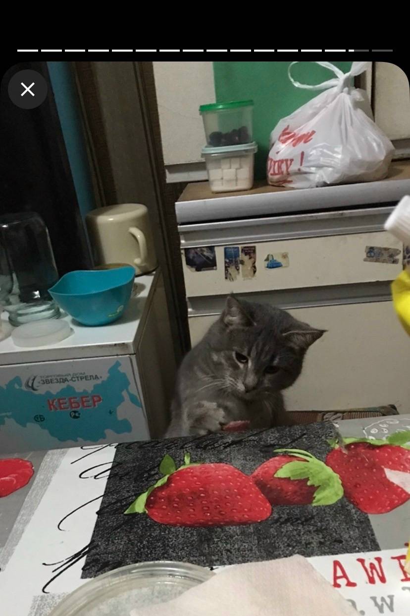 Пропал кот Стёпа, Буревестник