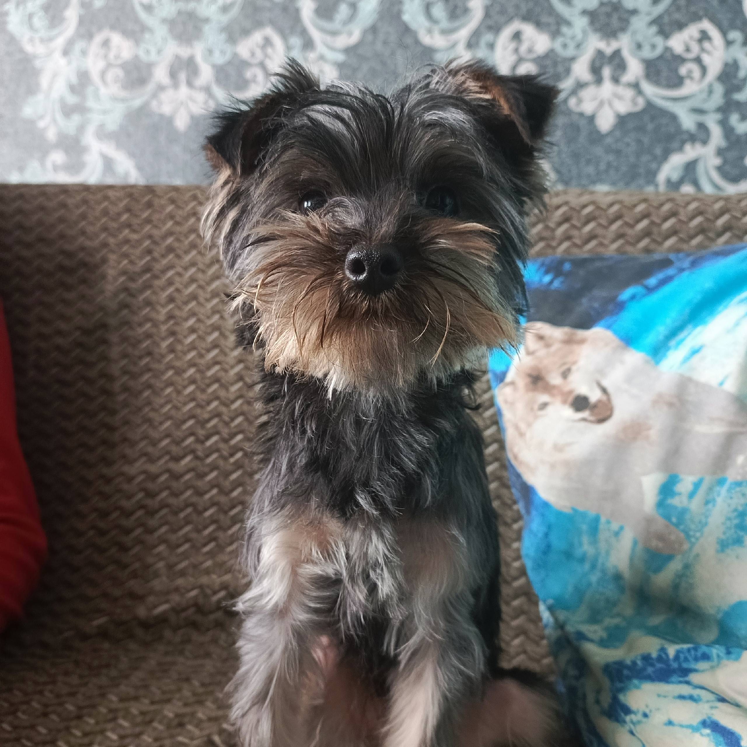 Найден пёс, Волгодонск