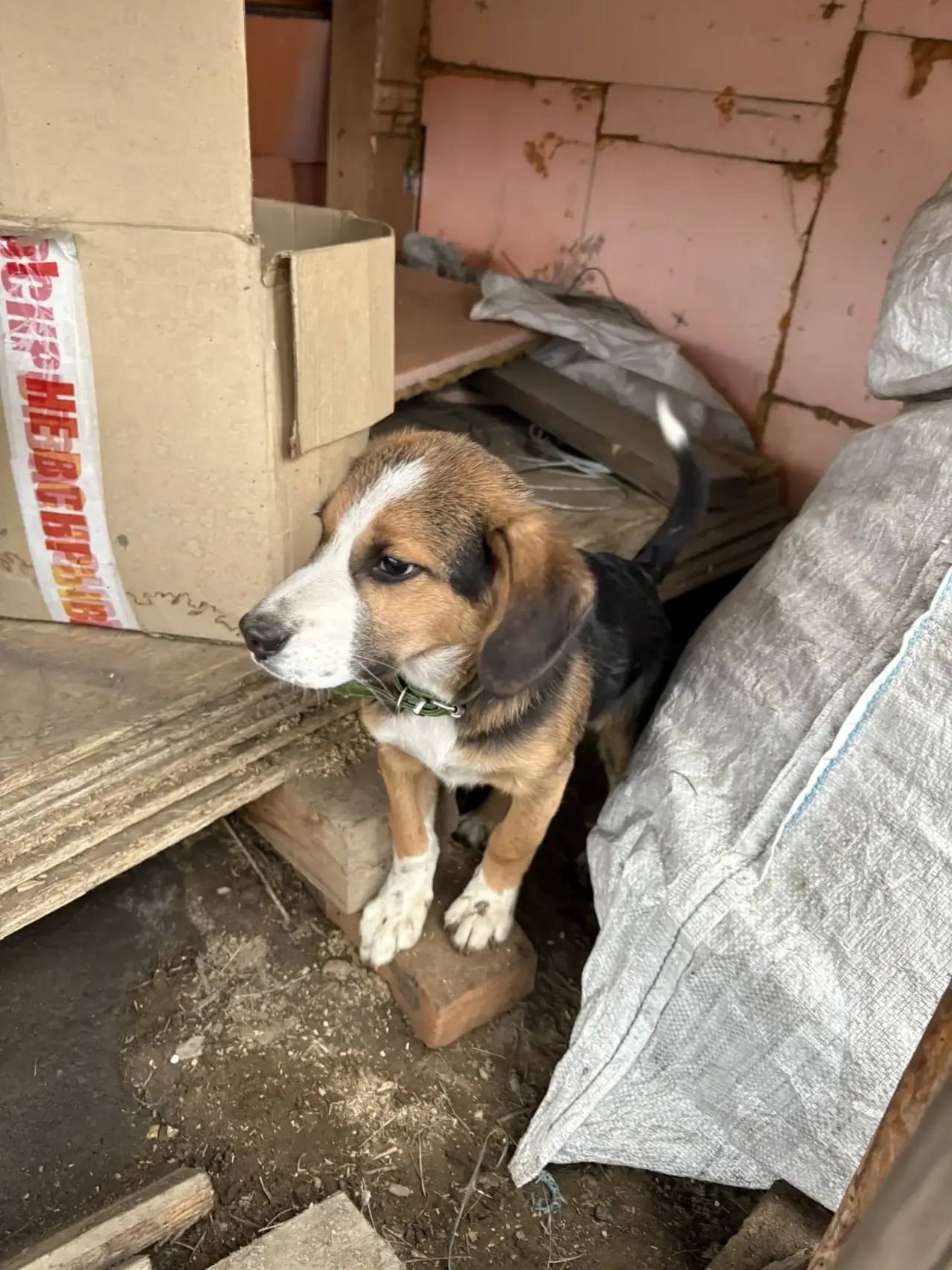 Найден щенок, п. Сотниково