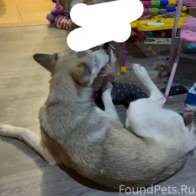 Пропала собака Ника, район Колычево