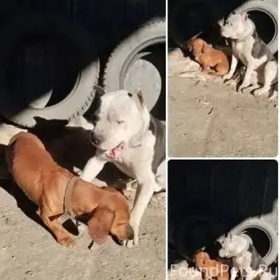 Найденны питбуль и такса, Феодосия