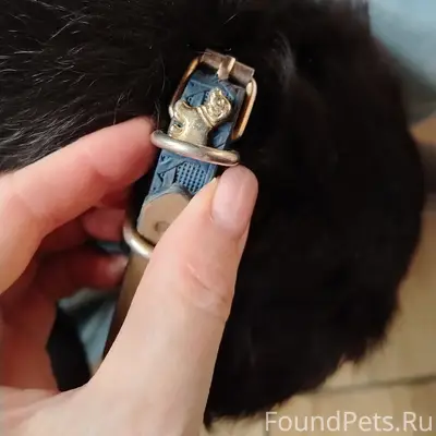 Найден тип собака, район Старого базара