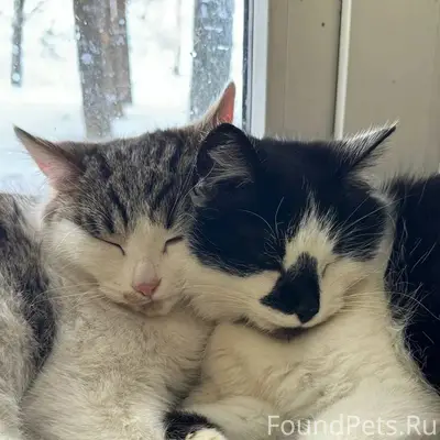 Пропали кошка и взрослый котёнок, район ул. Полевой