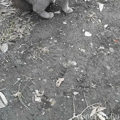 Найдена кошка, 30 квартал, ул. Бугарева