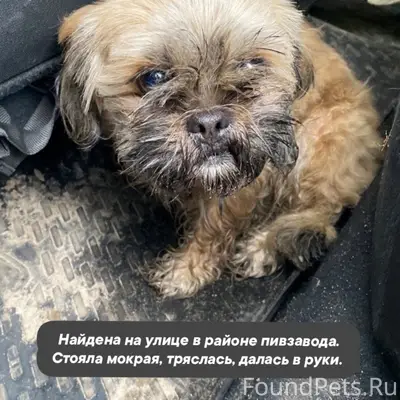 Найден тип собака, Воронеж, район пивзавода