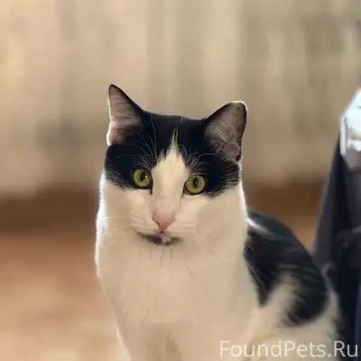 Пропал кот Мустафа, ул. Геологов