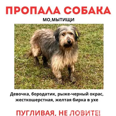 Пропала собака, Мытищи, рыже-чёрный окрас