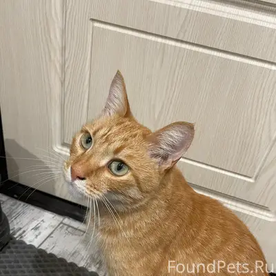 Пропал кот Рыжик, Нижний Новгород, Сормовский район