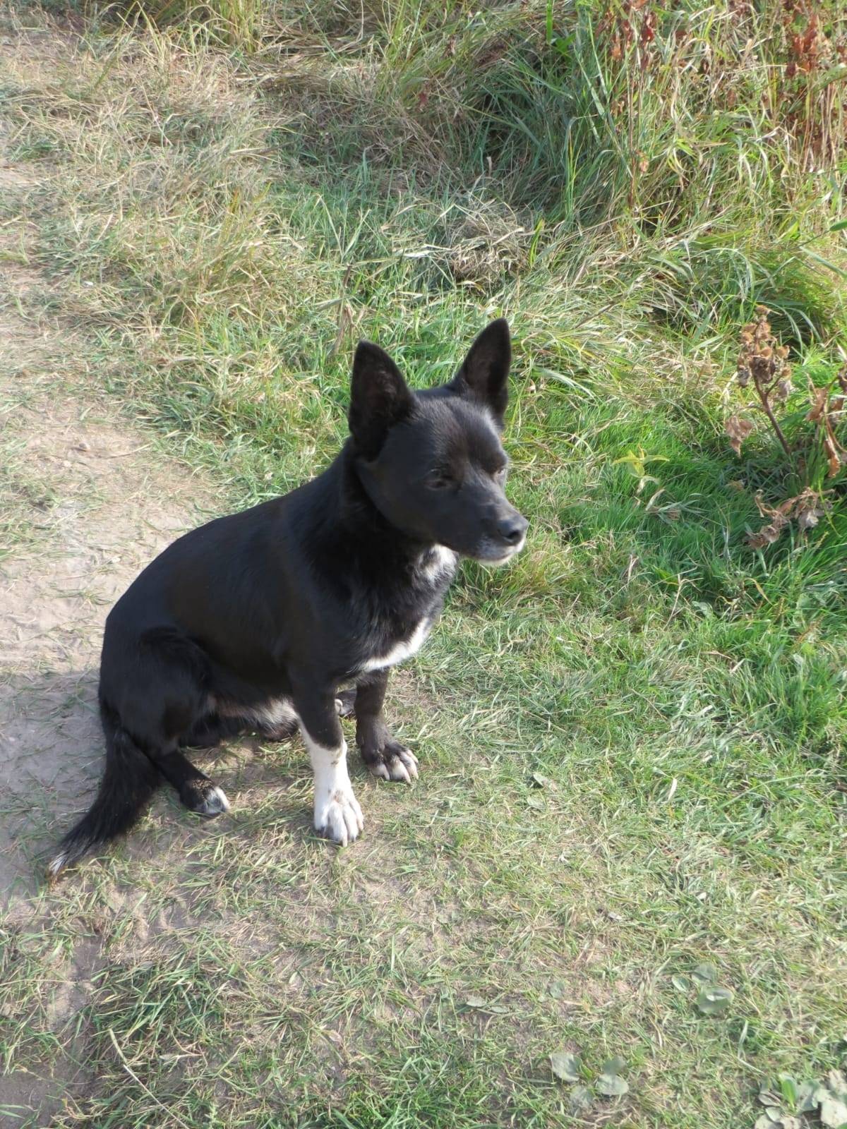 Пропал пёс Малыш, г. Елец