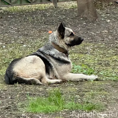Найден ВЕО и собака похожая на тибетского мастифа, Москва